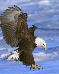  老鹰状元郎连续十场得分上双  