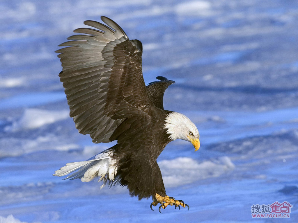  老鹰状元郎连续十场得分上双  